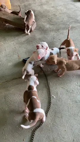 #fypシ゚viral #pitbull #cachorros #mascotas #perros #fyp 