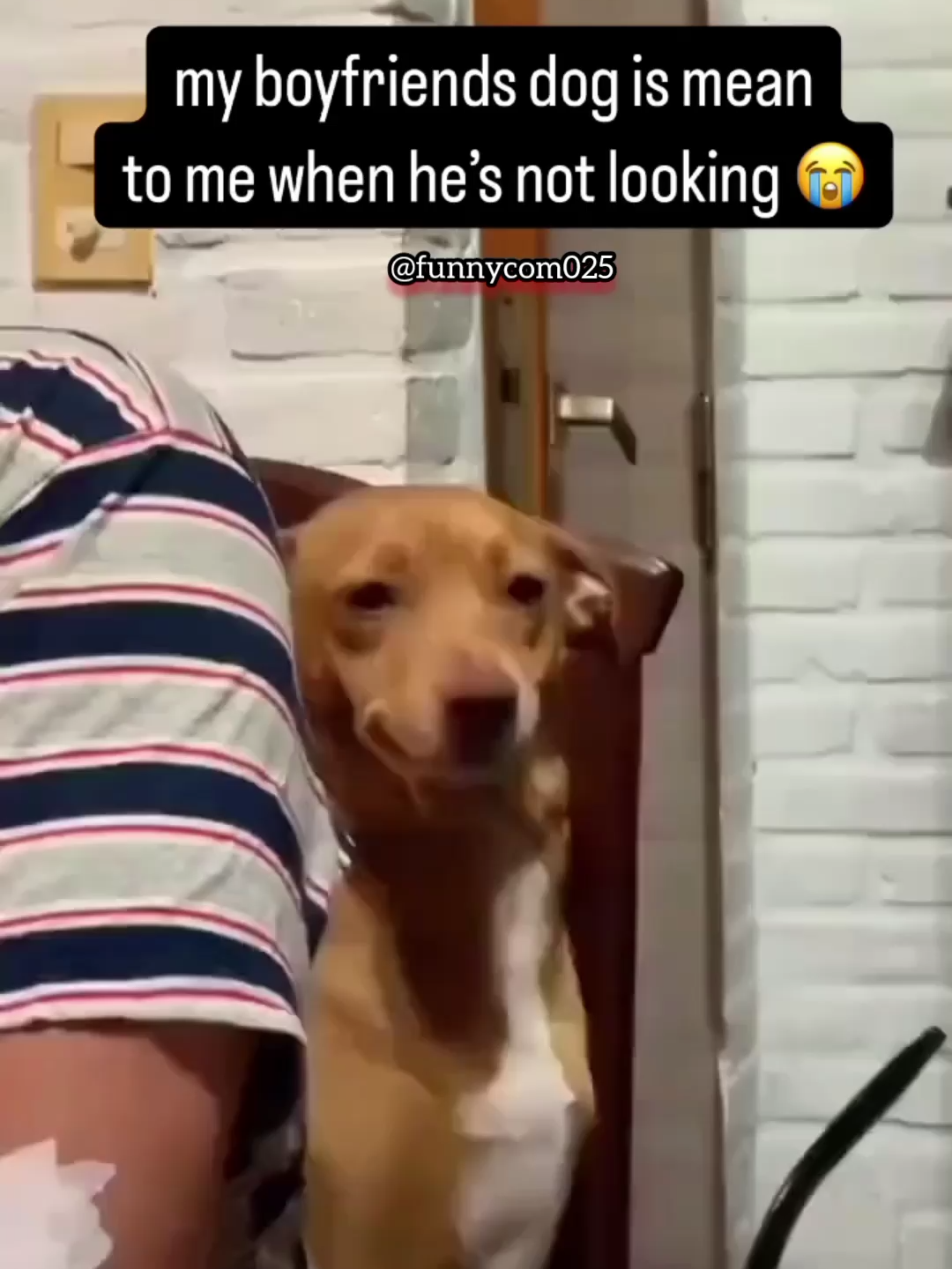 #fyp #viral #funny #creatorsearchinsights #meme #viralvideo