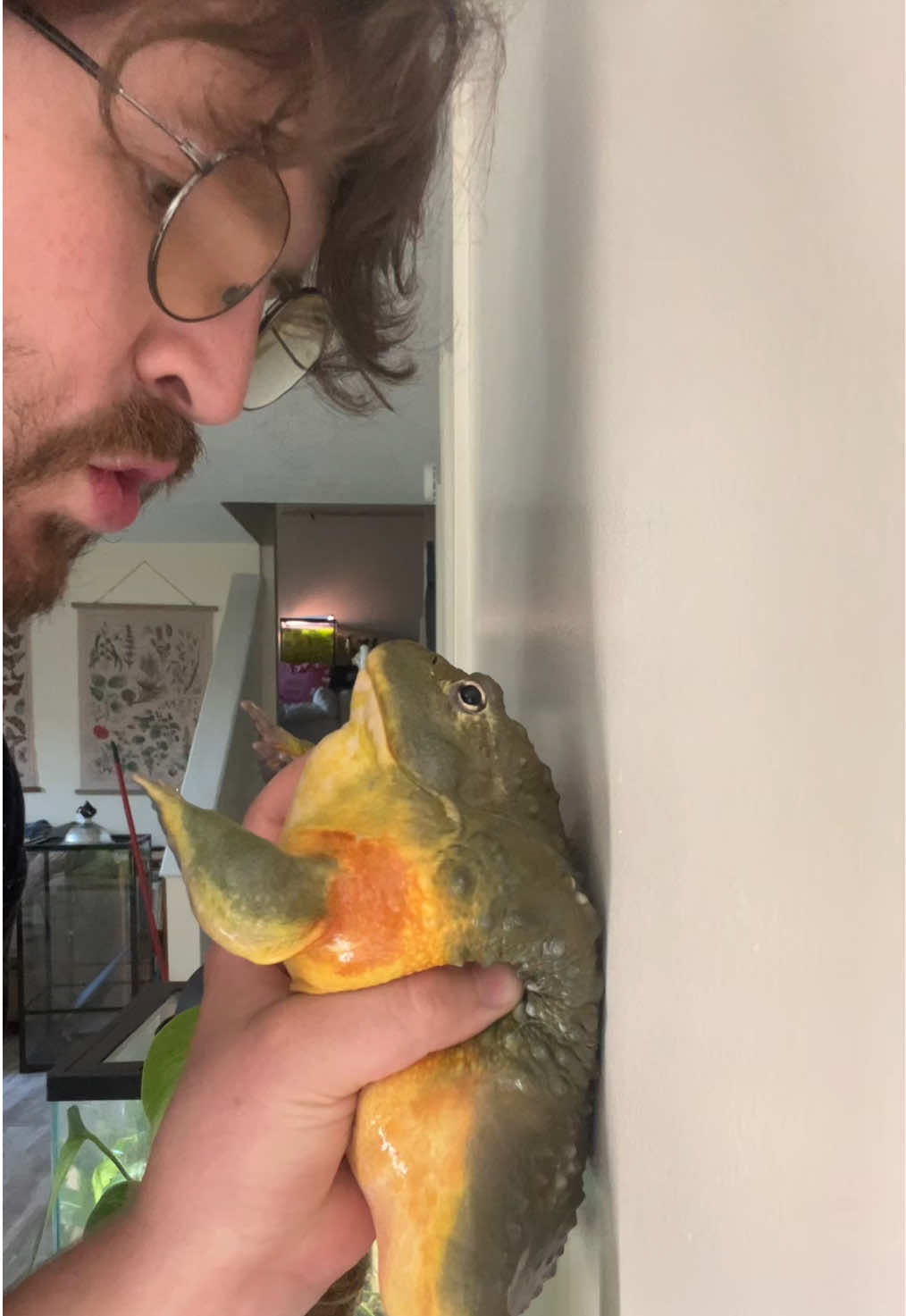 Hey lil momma #shrek #frog #phrog