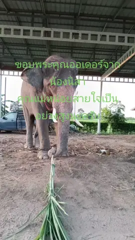 ขอพรสิ่งศักดิ์สิทธิ์จงดลบรรดาลให้น้องนิสาคุณแม่หน่อยสายใจจงมีแต่ความสุขสุขภาพแข็งแรงร่ำรวยเงินทองตลอดไปนะครับ#ขอบคุณทุกกําลังใจ❤️ขอบคุณทุกคอมเม้น🙏 #หญ้าใบข้าว #ออ้ย #พร้อมรับออร์เดอร์🙏🙏💷💷 #อย่าปิดกั้นการมองเห็น🙏🏻 