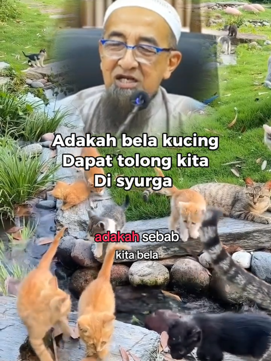 Adakah bela kucing dapat tolong kita di syurga. #viral #hukum #syurga #kucing #CapCut 