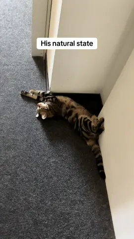 He made friends with our Neighboor’s cat and they ran off to the grocery store together #catsoftiktok #catlover #gattiditiktok #gatto  #fypcats #fypシ 