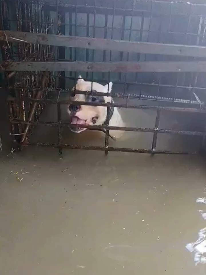 BABALA: Sensitibong balita. Maging responsable sa pagbabasa at pagkomento. Nasagip ng mga rescuer ang isang American Bully mula sa binahang bahay sa Pantranco Compound, Barangay Pasong Tamo, Quezon City nitong July 21.  Ayon sa mga rescuer, nauna nang nailikas ng pamilya ang isa pang American Bully bago pa tumaas ang baha, ngunit dahil sa lakas ng ulan at bilis ng pag-akyat ng tubig, hindi nila agad nabalikan ang natitirang American Bully. May mga kapitbahay na nag-aalala rin para sa aso pero natatakot silang lapitan ito dahil sa laki nito. Tyempo naman na dumating sa lugar ang mga rescuer na may sapat na training sa paghawak at pagsagip ng mga alagang hayop na agad rumesponde sa nakita. Agad namang nai-turnover ang aso sa kamag-anak ng may-ari na nag-aabang sa ligtas na lugar. Paliwanag ng pamilya, dahil wala pang anunsyo ng work suspension ay napilitang pumasok sa trabaho ang may-ari ng mga aso. Ang pakiusap na lamang ng mga kamag-anak: Pairalin ang pag-unawa at huwag husgahan ang may-ari ng mga aso dahil hindi rin daw nito ginusto na iwan ang kaniyang mga alaga. COURTESY: Bureau of Fire Protection - Pasong Tamo Sub-Station #gmaintegratednews #breakingnewsph
