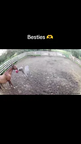 Houdini and his emotional support gremlin donkey. #horsesoftiktok #donkey #horse #ringcamera 