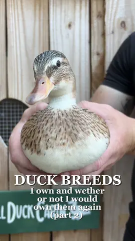 Sorry I’m talking so fast but I was trying to cram all the rest of these breeds into one short video for a part 2! #ducks #ducksoftiktok🦆 #petducks #homestead #homesteading #backyardflock #duck 