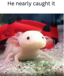 Almost!!! haha, not really.. #hilarious #adore #effort #reaction #laugh #aloxy #axolotlpets 