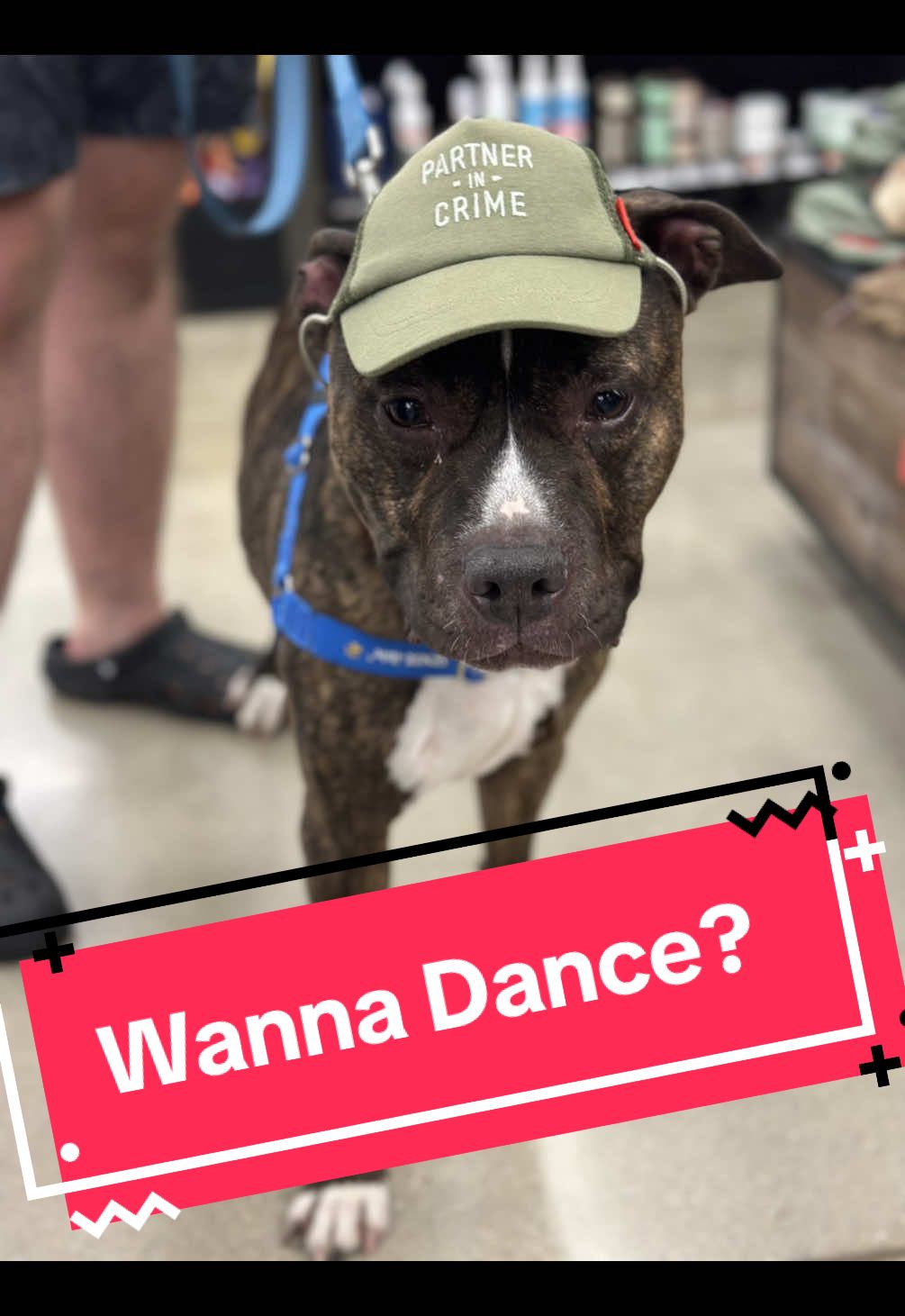 Have you been looking for just the right dog to “waltz,” into your life? Look no further than this adorable, suave, and quite debonair little man. Oh, did I mention he can dance?  #chicagorescuedog #chicagotiktok #Chicago #otat #otatchicago #chicagoanimalrescue #shelterdog #fosterdogfamily #fosterpup #chicagofosterdog #chicagodogsoftiktok #chicagofosterpup #onetailatatime #pittiesoftiktok #rescue #rescuedog #rescueanimals #rescuedogs #pitbullsoftiktok #chicagoanimalcareandcontrol @cathymcnamara255  @Matt Pat  @OTAT 