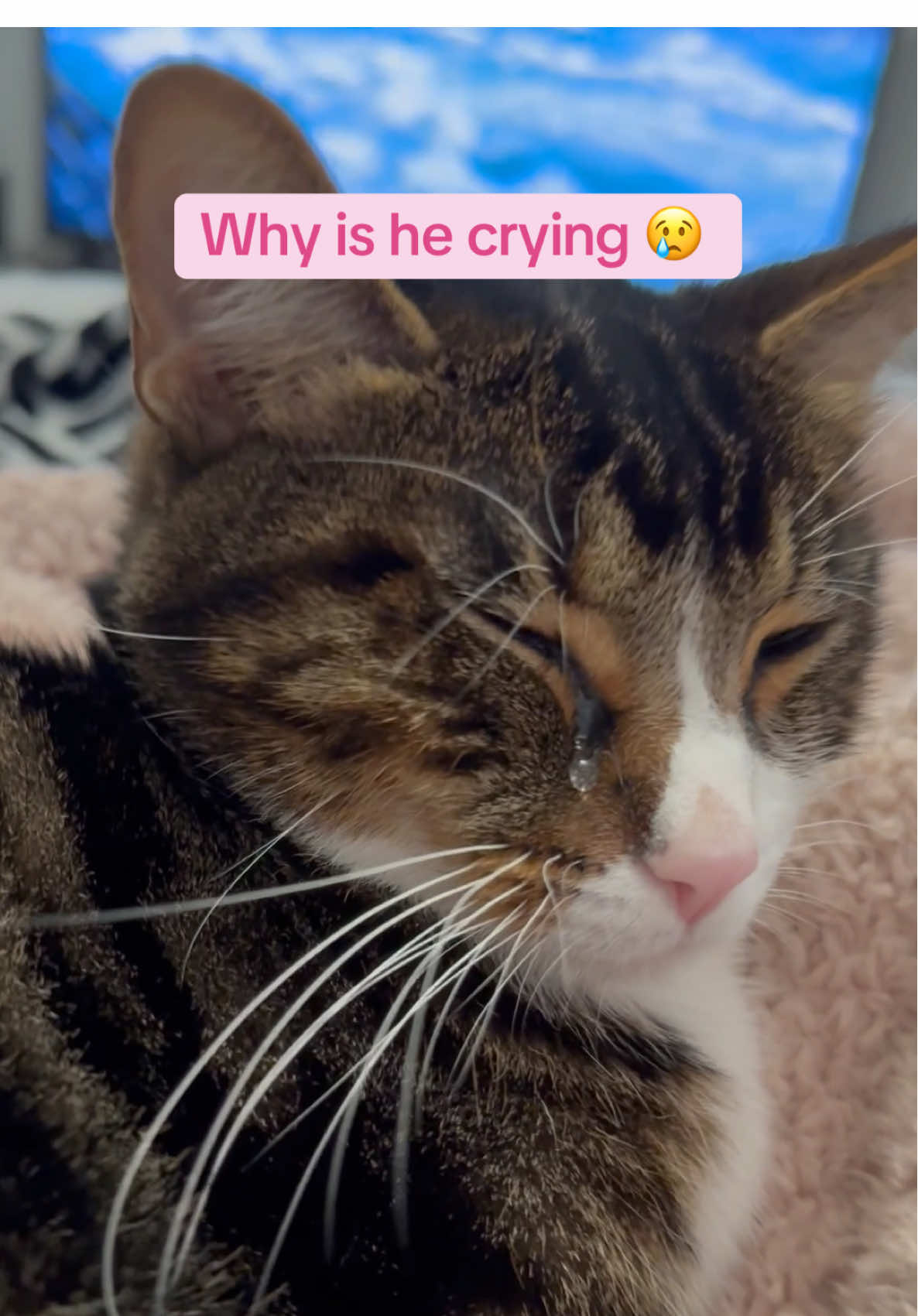 WHYYYY 😭 #catsoftiktok #cattok #fyp #catloversclub #velcropet 