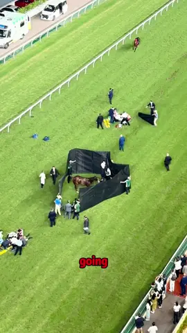 the heartbreaking reason you see black curtains at horse races #tiktok #foryo #horseracing #animalwelfare #racehorse #sportsinjury #darktruth #behindthesport #horsefacts #blackcurtain #euthanasia #tracklife #ConSantanderConecto 