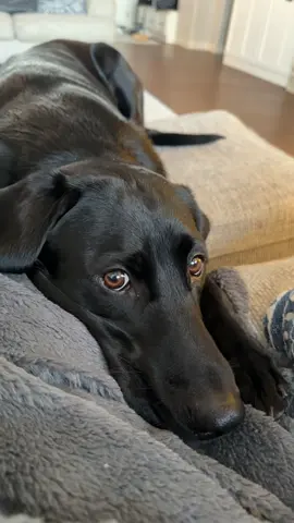 It’s a very demanding title 😂 #dogsoftiktok #blacklabsoftiktok #blacklab #blacklabrador 