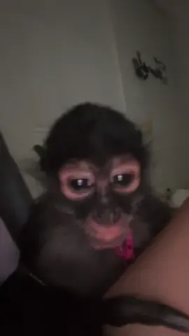 #foryoupage #pet #monkey #plzsupport #funny 