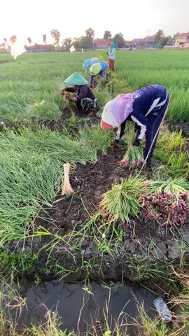 panen bolo#fyp #bawangmerah #petanimilenial #brebes #petaniindonesia🇮🇩🇮🇩🇮🇩🌿🌿 #petanimuda #4u 