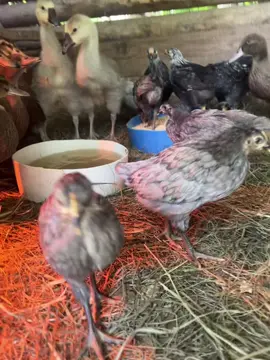 Had too lol #funny #chickens #babiss #goingviral #didi #babies #geese #ducklings #chicks #cute #farm #Love #fyp #😂 