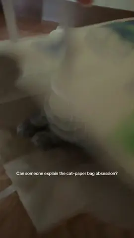 Just give her a paper bag and she’s a happy girl 🥰 #catsoftiktok #catlover #cattok #portland 