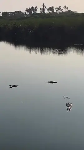 Cocodrilo se come a niño #curiosidades #misterio #world #videoviral #datospertubadores 