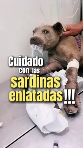 ¿Las sardinas enlatadas son malas? Esto es totalmente falso es un alimento muy beneficioso para tu mascota siempre y cuando se lo des en porciones moderadas de acuerdo a su dieta, tamaño y edad. #nutricioncanina #barfdiet #comidaparaperros #mascotasaludable #perrosfelices #dog #doghappy #dietabarf #alimentacionsaludable #sardinas 