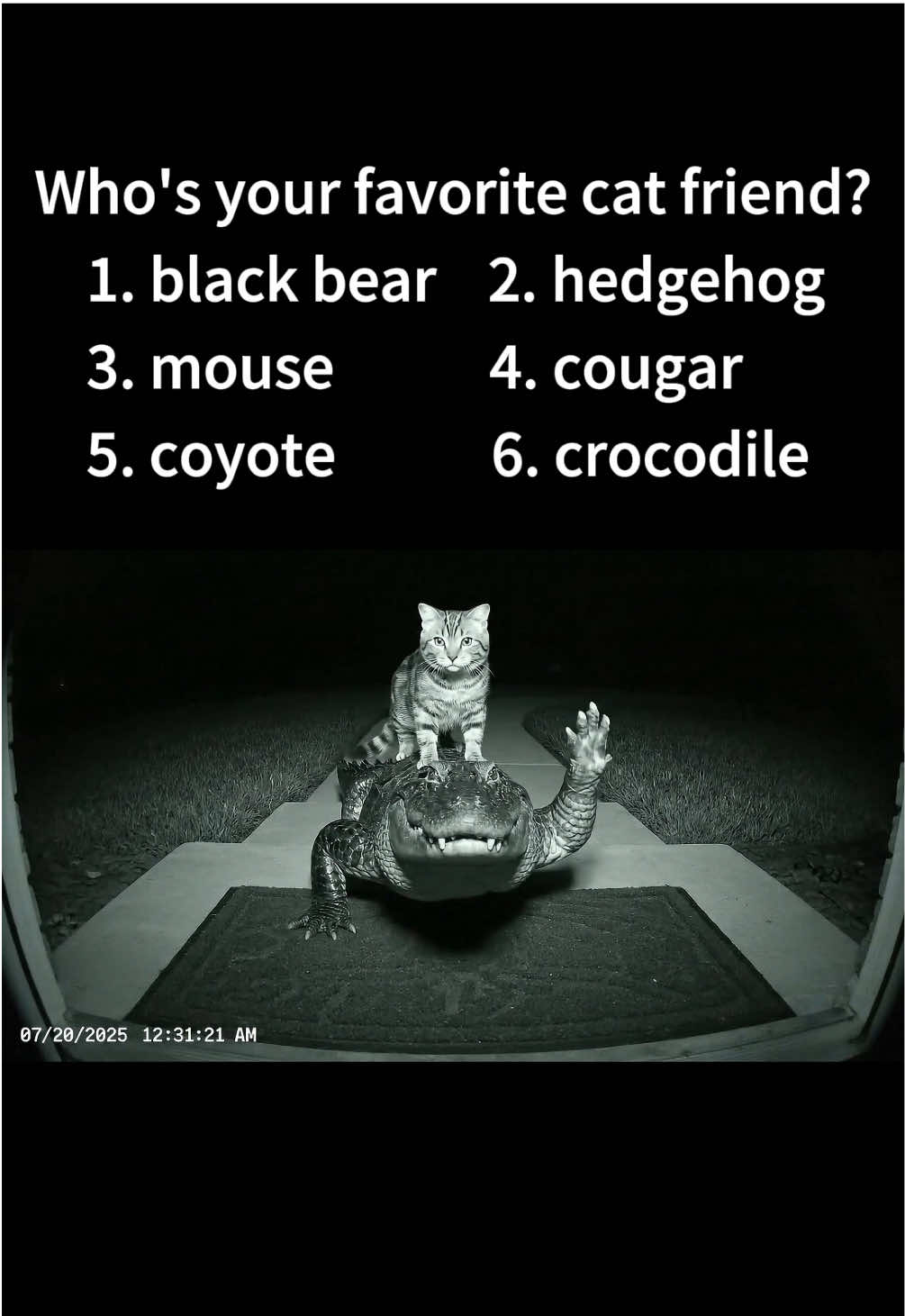 My Cat’s Wild Friend Circle!#fyp #viral #cat 