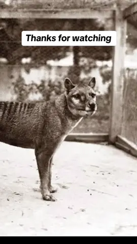 One of my favourite animals, the thylacine. 