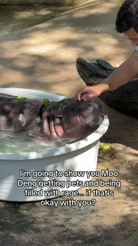 If it’s okay with you, here is Moo Deng being a cutie but still filled with rage! 🤭🤭🤭  #moodeng #traveltok #traveltiktok #bangkokthailand #moodenghippo #thailandinsider #amazingthailand #khaokheowopenzoo 
