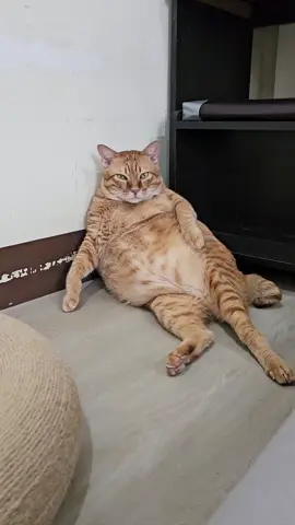 มองแรงอะไรขนาดนั้นนน #ส้มส้มแมวส้มหอส้ม #แมวส้ม #แมวอ้วน #cat #catsoftiktok 