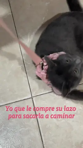 Expectativa vs realidad #espectativavsrealidad #espectationvsreality #fypシ #parati #funny #fail #pet 