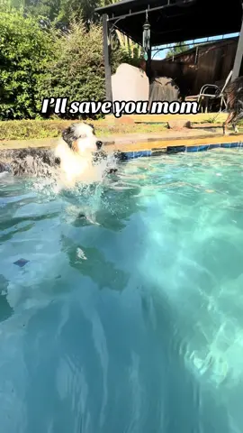 Proud dog mom moment. He jumped in by himself 💙