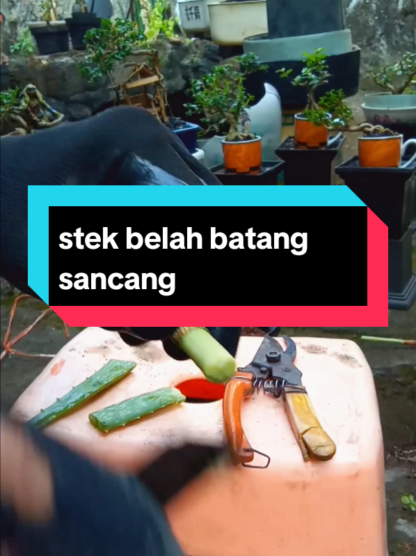 proses stek belah batang sancang mini  #Bonsai #bonsaitiktok #bonsaitree #bonsaisancang #fyp 