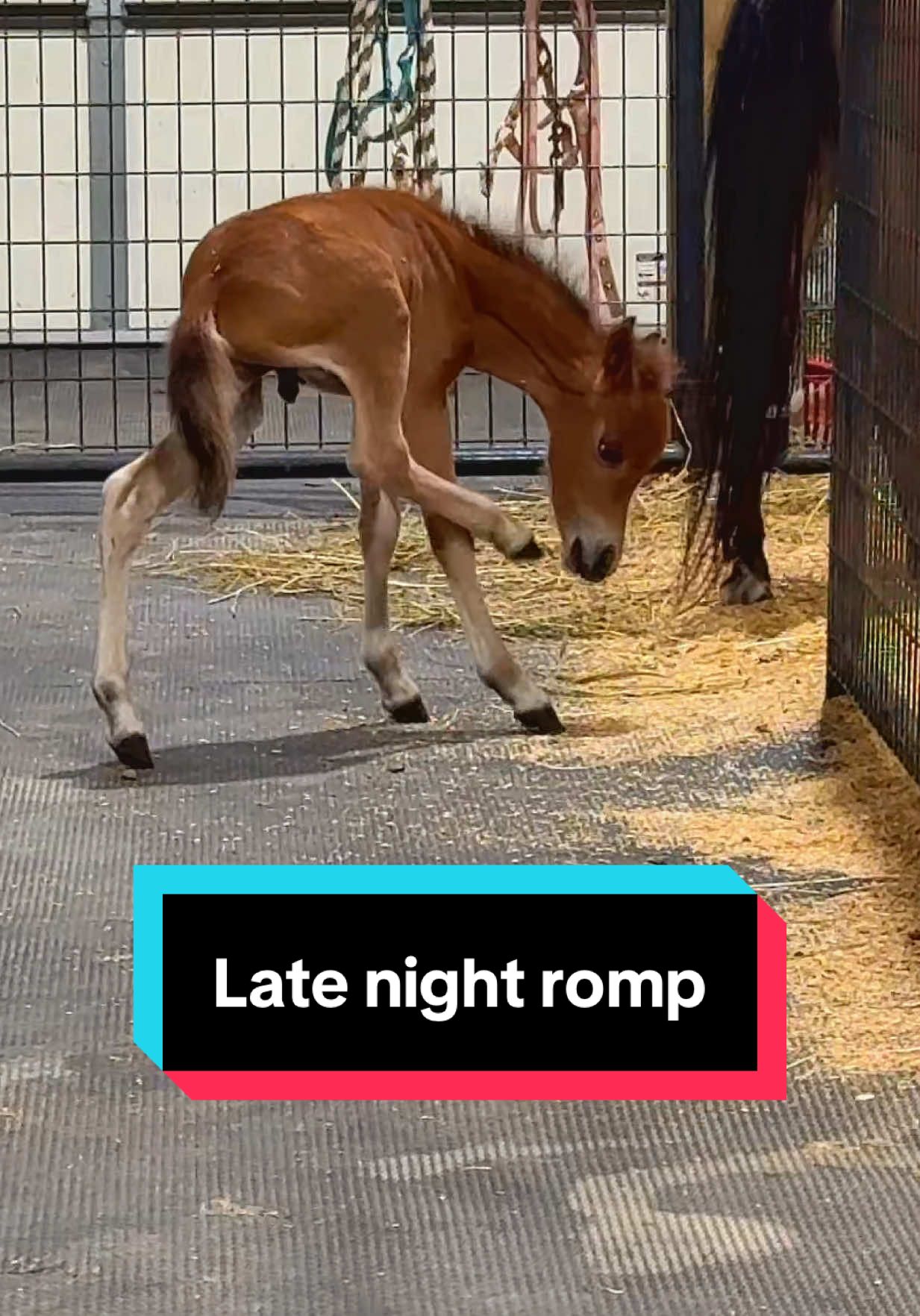 A little romp around the barn before bed!🐴💕 #minifoal #minihorse #minihorsesoftiktok #mareandfoal 