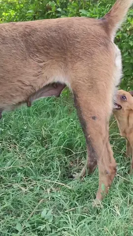 dog meeting 804 | #dogmeeting #foryou #viral_video #cutedog #unfreezemyacount 