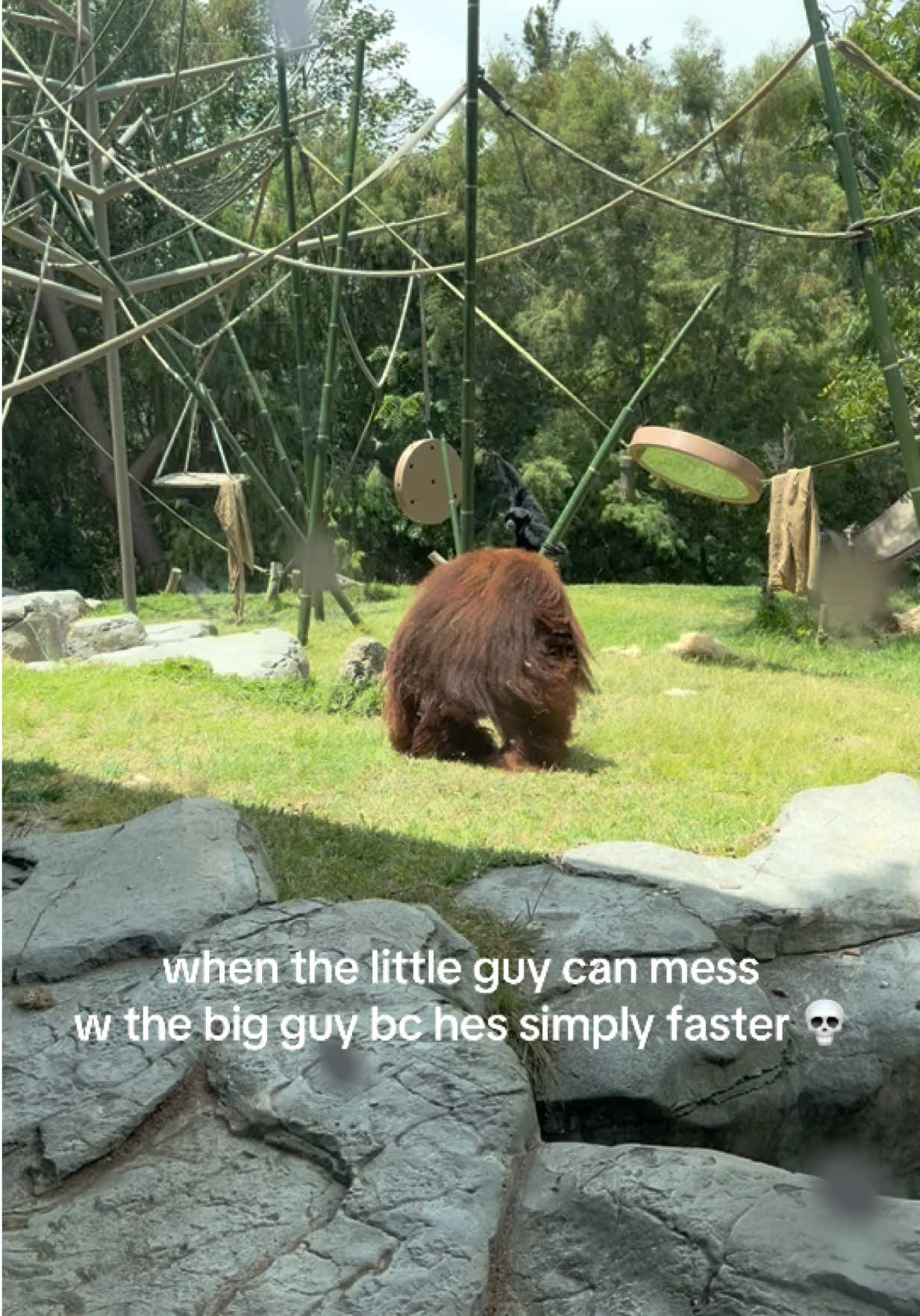 this was a fave moment at #sandiegozoo #orangatang #fyp #summervibes #animallover #monkeysoftiktok #funnyanimals 