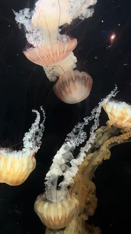 hiaii i saw jellyfish i like them🪼#jellyfish #aquarium #goated #fyp #radiohead 