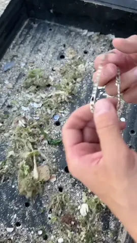 Was Just Cleaning Sand_ Then I Found SILVER_ Incredible Find_ _treasurehunt#Beach #usa🇺🇸 