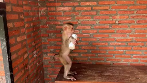 WOW first Time Yuri carry powder for Mom In Diaper Time#monkey #cute #viral #animals