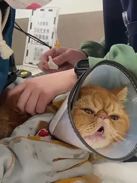 The cat is trying to escape from the hospital😜#cat #funnyvideos #funnycat #lovecats #funnytiktok #foryou #