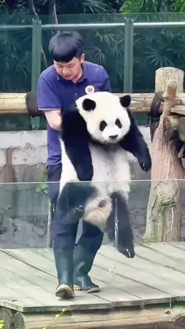 they are pretty little baby🐼😘#panda #pandasoftiktok #cuteanimals #fyp 