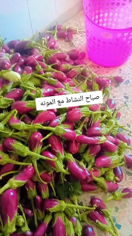 صباح البتنجان من الصبح للمسا 😇😇😇😇
