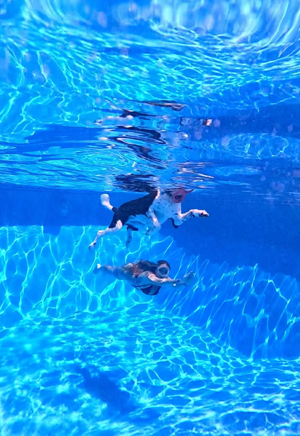 Mermaid’s best friend 🐶🧜‍♀️ wearing @SlingItBikinis.com #waterdog #underwater #freediver #freediving #cureanimals 
