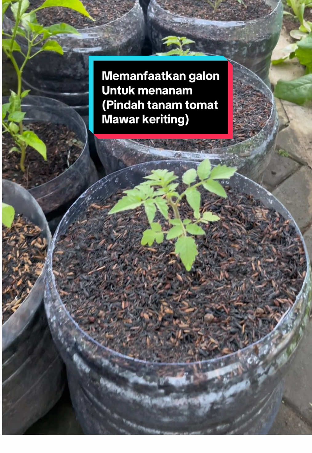 Memanfaatkan galon untuk menanam (pindah tanam tomat mawar keriting) #berkebun #kebunrumahan #gardeningtips #inspirasiberkebundihalamanrumah #gardeningmakesmehappy #urbangardening 