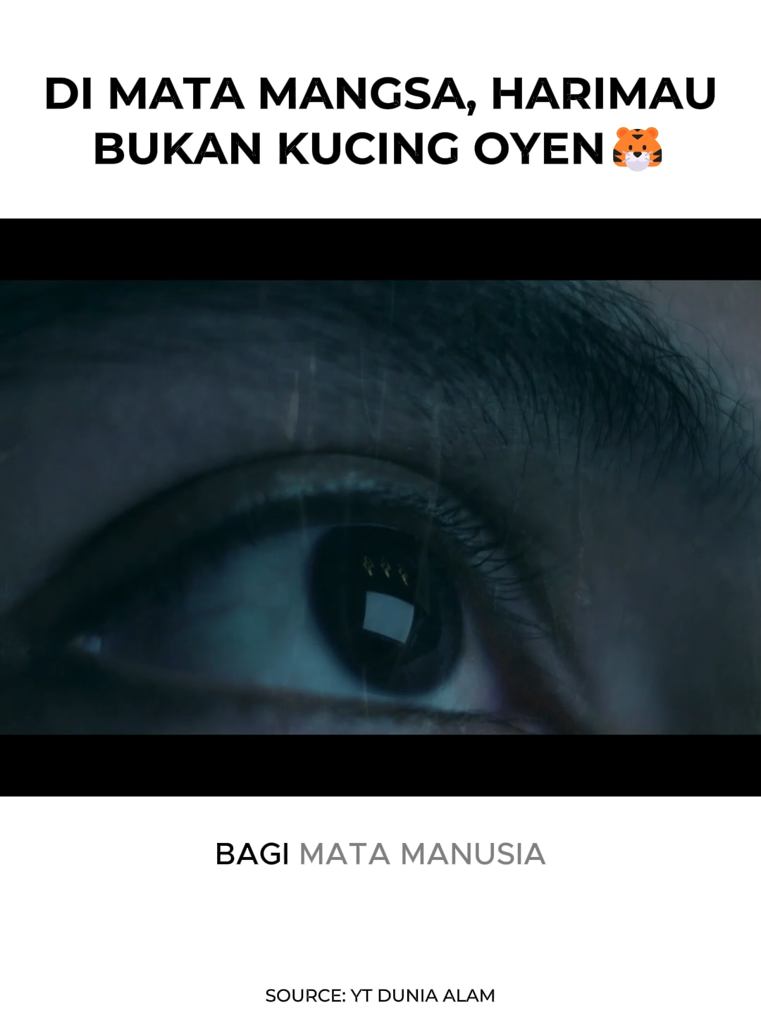 DI MATA MANGSA, HARIMAUBUKAN KUCING OYEN🐯 #HewanLiar #fyp #fypシ゚