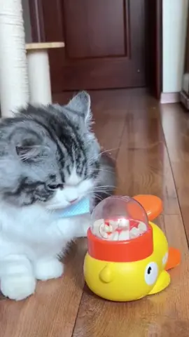 #petcat #funny #cute #toys 