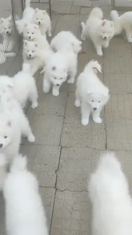 #puppylove #samoyed #dogsoftiktok #samoyedsoftiktok #samoyedpuppy #puppydog #babydog #самоед #dogface 