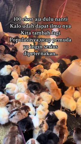 Mohon bimbingannya para senior🙏🏻🙏🏻. #ayamkampung #ayamkub #munculberanda #aset #peternakpemula #doc #kub 