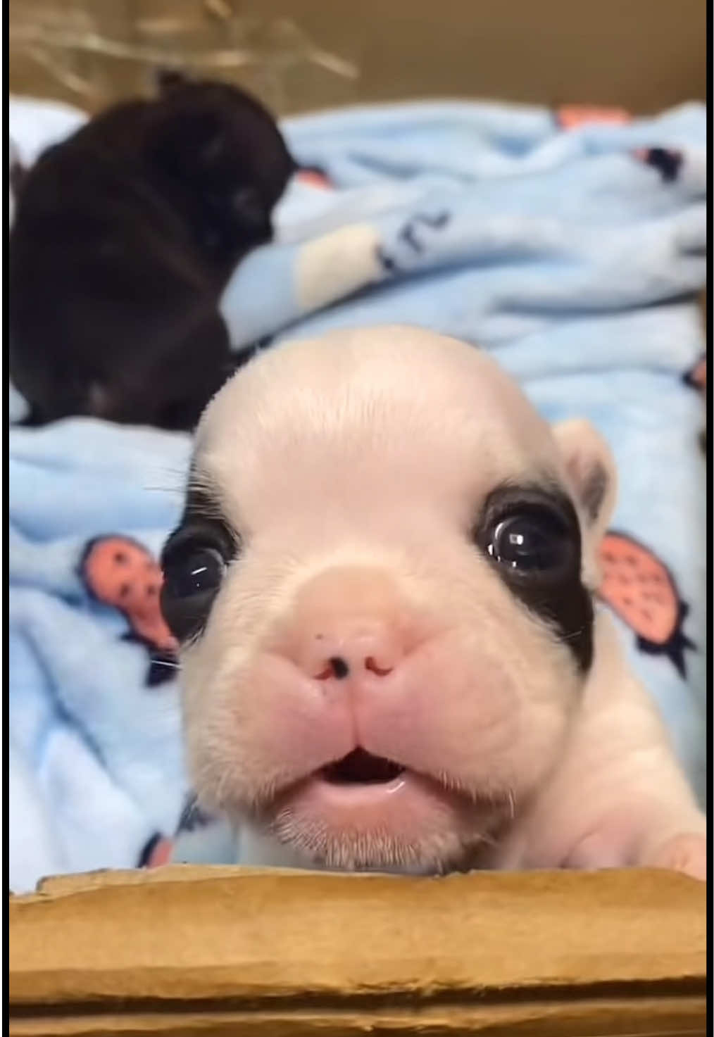 Pibbles clear #dog #tuff #bagel #charlesbarkley #washington #james #autumn #wegonbeok #viral #bp #diddyblud #cute #animal #osamason #trending #nettspend #view #gmail #popular 