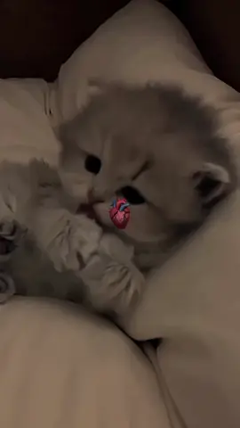 #CapCut 