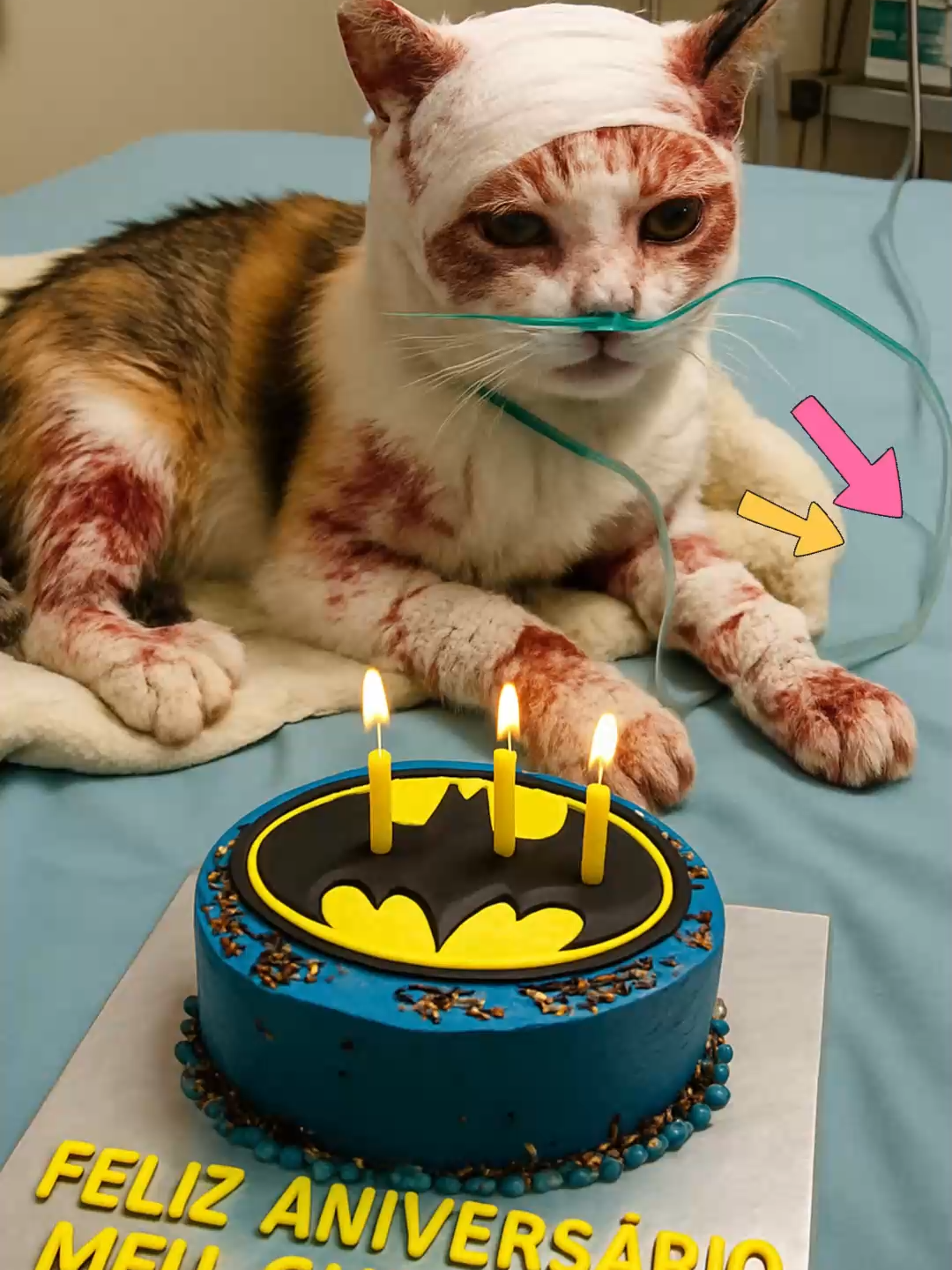 #triste #gato #gatotriste #felizaniversario #gatosdotiktok #fyp #animais #animal #gatos #gatostiktok