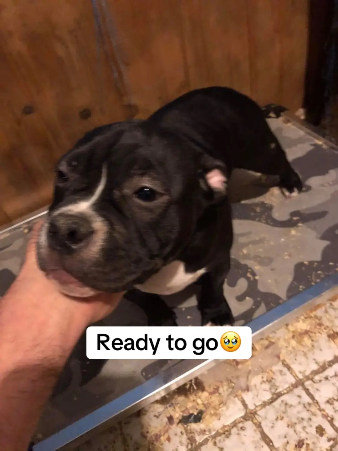 #EnglishBulldogPuppies #BulldogCuties #PuppyLove #AdorableBulldogs #BulldogPuppyLife #CutePuppies #BulldogBaby #PuppySnuggles #BulldogFamily #PuppiesofTikTok