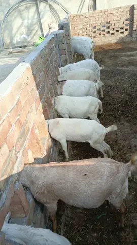 #teddy #goat #farming #bussiness #pakistan 