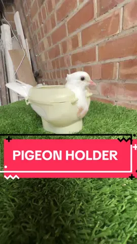 Pump feeding #pigeon #babypigeon #handfeeding #howto #pigeons #babypigeon #handfeeding #pigeonpump #pigeontok #pigeonholder 