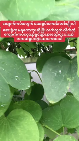 ကျောက်ကပ်အတွက် ဆေးစွမ်းကောင်းတစ်မျိုးပါ #ကျောက်ကပ် #ဝေဒနာ #ခံစား #ရ #သူ #အတွက် #ဆေးစွမ်းကောင်း #ကျန်းမာရေး #ကျန်းမာရေးဗဟုသုတ #ဂရုစိုက်ကြပါနော်🥺 #ကျန်းမာခြင်းသည်လာဘ်တစ်ပါး 