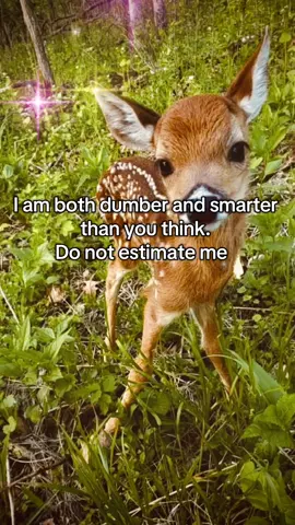 Don’t think outside of the box, think about the box.  - - #deer #babydeer #fyp #foryou #foryoupage #relatable #crashout 
